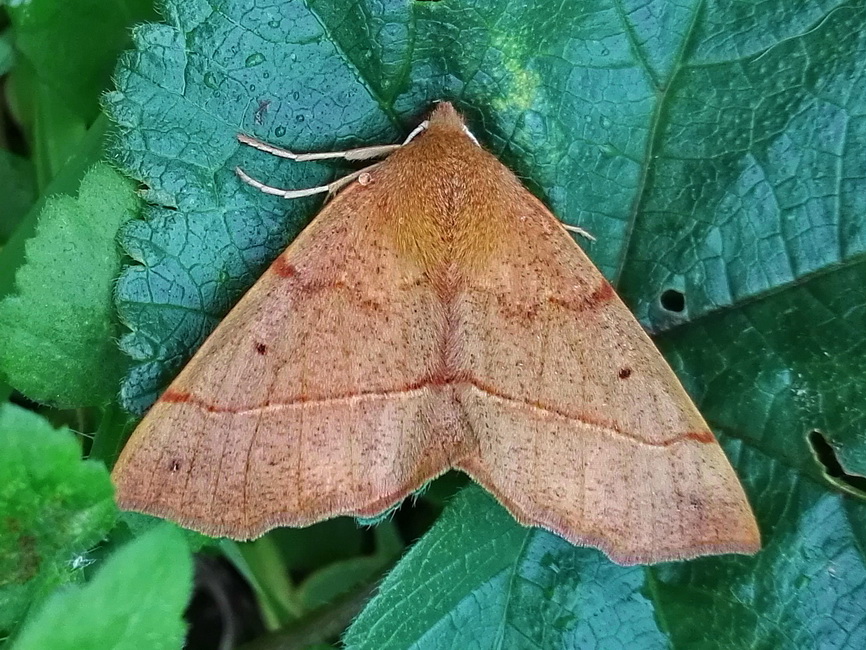 Colotois pennaria (Geometridae)